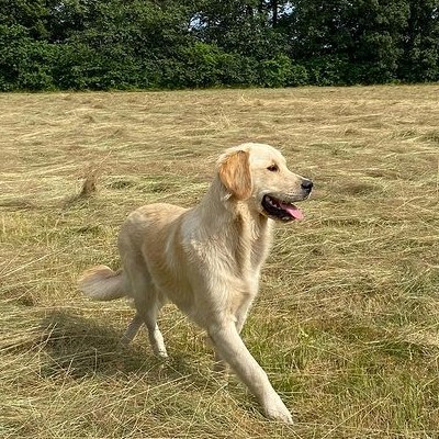 Loeka - Golden Retriever