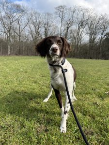 Lilly - Heidewachtel - Hoeve de eik