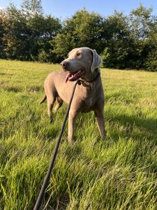 Zilveren Labrador - Silver